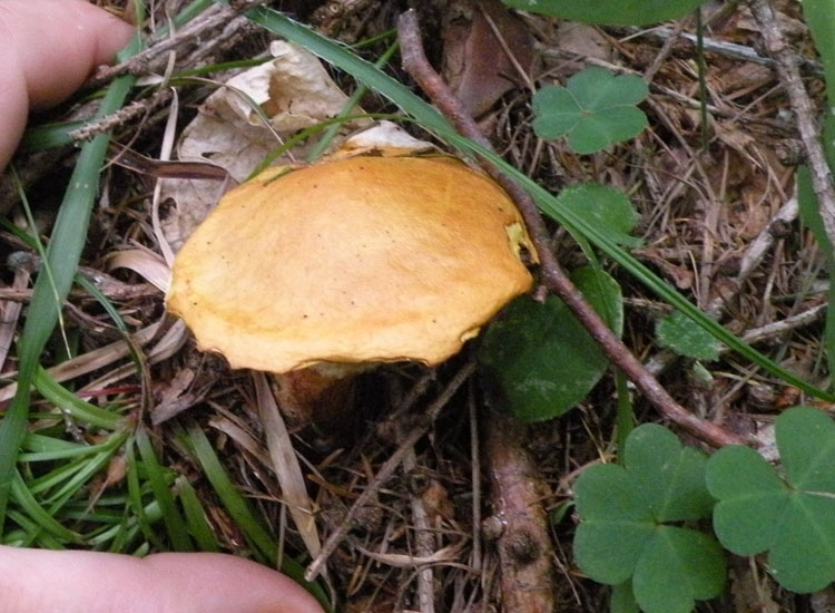 Suillus bresadolae ?